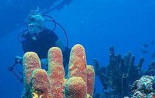 Scuba Diver and Aruba's underwater life