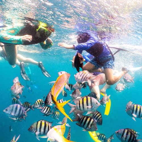 Luncheon Snorkel Sail